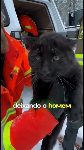 Essa mamãe pantera confiou seu filhote a mim ❤️‍🩹 #shorts #animais #fofura