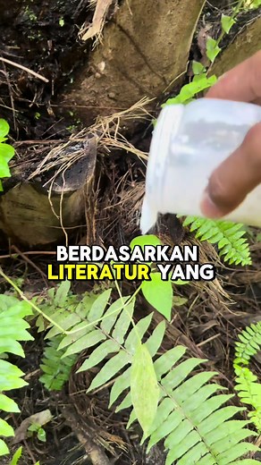 Manfaat Borat (Boron) untuk Kelapa Sawit: Cara, Dosis, dan Rekomendasi