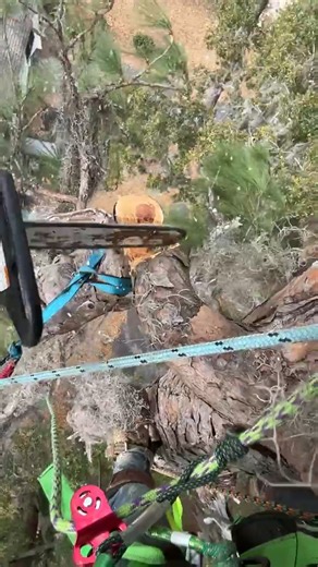 Expert Tree Service Techniques for Pine Trees