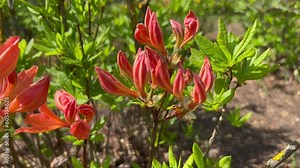Gorgeous orange rhododendron shrub flowers, buds of different shapes Stock Video