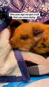 38K views · 3.1K reactions | One Year Ago, Tiny Tim’s Journey BeganA...