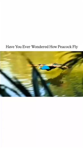 Science on Instagram: "Have you ever seen a peacock fly? 🌈🦚 Despite their large and heavy bodies, peacocks can actually take short flights! Their strong wing muscles and broad feathers help them lift off the ground — usually to escape predators or reach trees for safety. It’s a short, powerful, and graceful moment where beauty meets physics. ✨ . . . #Peacock #PeacockFlight #NatureFacts #ScienceExploring #AnimalScience #WildlifeWonder #BirdFacts #NatureSecrets #ScienceReel #DidYouKnow #AmazingN