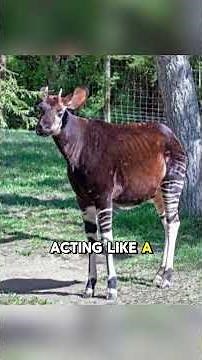Zebra Legs, Giraffe Body – Okapi Animal Facts