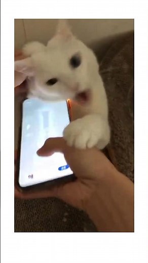 🌀 New compilations every week – don’t miss it! #FunnyTikToks #TikTokCompilation #TryNotToLaugh