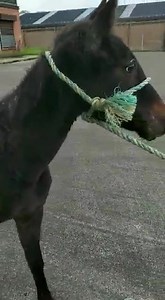 36K views · 1.3K reactions | Limerick Animal Welfare responded to a...