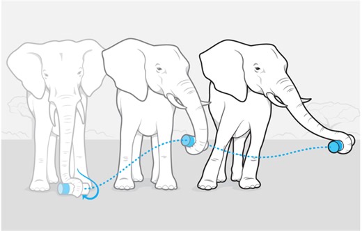Movie-Making Tech Reveals Elephant Trunk Motions