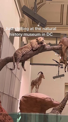 Exploring Taxidermy at the Natural History Museum DC