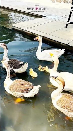 ✨ Welcome to Manas Resort with Petting Zoo ✨