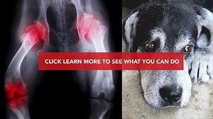 260K views · 1.1K reactions | Has your pup been slower than normal to get up? This can be a sign of painful joint issues. Joint pain can spiral out of control if it is not addressed properly. Click "LEARN MORE" to see how you can keep your dog feeling and acting like a young pup again. | iHeartDogs | Facebook