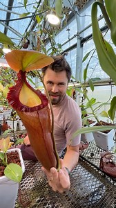 Nepenthes rajah ex edwardsiana | Jeremiah's Carnivorous Plants
