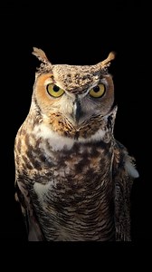 Part 3 - HD Pictures Of Animal You Never Seen | Evolyca