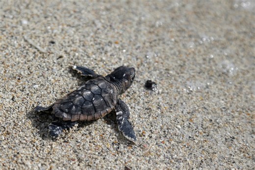 From mating to nesting, what you need to know about sea turtle season in SC