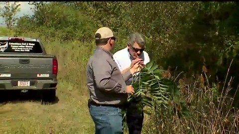 Specialist explains how to get rid of local invasive tree