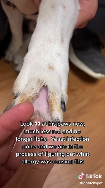 Relief for Itchy Dog Paws: Yeast Infection Gone