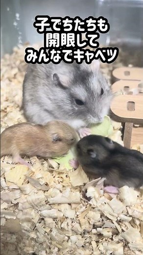 親子でキャベツタイム