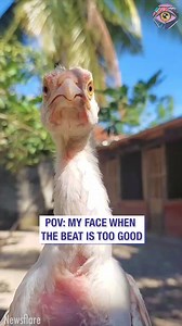 259K views · 2.1K reactions | If I don’t have a phone stabilizer how do I have a chicken?藍 | HomeChic | Facebook