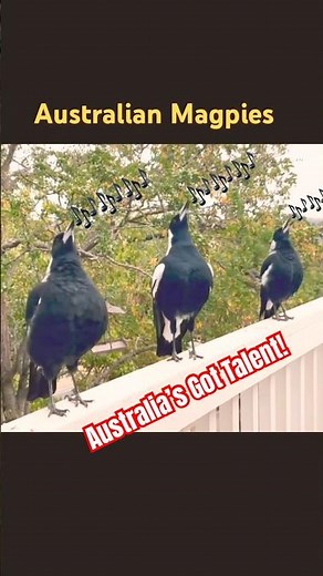 Australian magpie call & singing compilation!