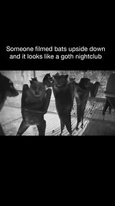 🦇👯‍♀️🎶🤘 ••• Follow 👉 All things Gothic for more! via: @wiccac . . . . #goth #gothgirl #gothgoth #gothic #dark #witch #magic #horror #creepy #scary #Halloween #alternative #altmodel #alternativemodel #darkness #fashion #nugoth #instagoth #gothstyle #gothmodel #gothmakeup #alternativefashion #gothsofinstagram #witchesofinstagram #altfashion #grunge #vampire #girlswithpiercings #gothicstyle | All things Gothic