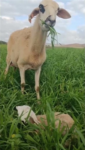 This Baby Lamb Will Melt Your Heart 💜🐑 | Farm Life Moments”💜 #shorts #animals #cute