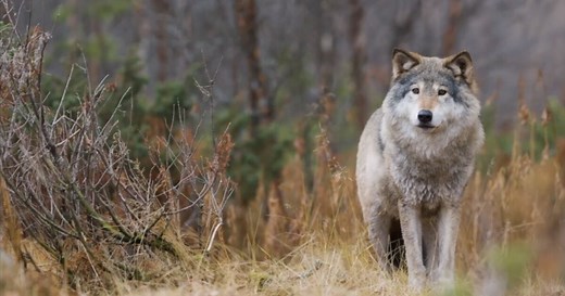 Battle over Rocky Mountain wolf protections back in federal court