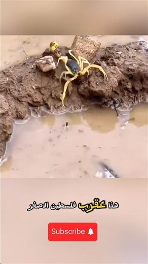 عقرب #فلسطين أخطر أنواع العقارب وأحد أغلى السوائل في العالم 🦂 #اكسبلور #ترند #nature