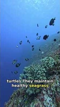 5 Incredible Marine Species That Save Our Oceans