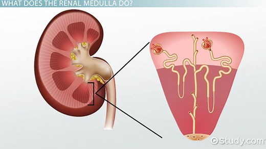 Renal Medulla | Definition, Function & Structure