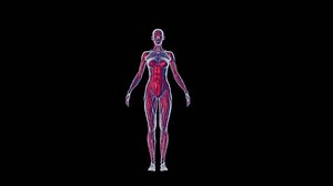 Female X-ray Rontgen Anatomy 3d Animation Stock Footage Video (100% Royalty-free) 1099641277 | Shutterstock