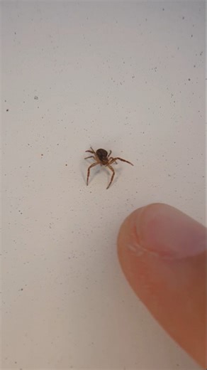 Piergiorgio Di Pompeo on Instagram: "Giovane Xysticus sp. Molti ragni sollevano le zampe anteriori quando percepiscono una possibile minaccia. In alcuni casi si tratta di una parata intimidatoria; in altri, come in molte specie di Philodromidae, Oxyopidae e Sparassidae, questa postura serve soprattutto a percepire meglio movimenti, vibrazioni e spostamenti d’aria tramite i sensilli presenti sulle zampe. Ovviamente una cosa non esclude l'altra. Anche Thomisidae piuttosto piccoli, come questo giov