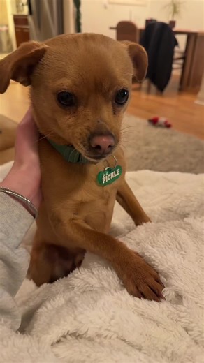 picky had so many adventures this year | Pickle With Cheese