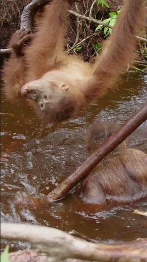 Let's go for a swim! #orangutan #monkey #wildlife