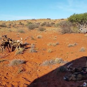722K views · 5.6K reactions | The African Painted Dogs are too cruel to defeat the Wildebeest | Myiphoneอุดรธานี มือถือแบรนด์แท้ ราคาถูกสุดในประเทศ | Facebook