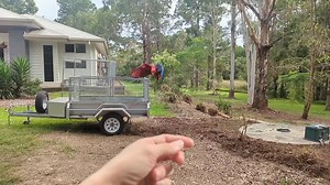 42 reactions · 8 comments | Want to harness train your bird? Our unique, on demand "Harness Train Your Parrot" course is on sale now for 50% off! Use code: 'MAYMAD23' on checkout! Link in comments  | Parrot Life Behaviour and Training | Facebook