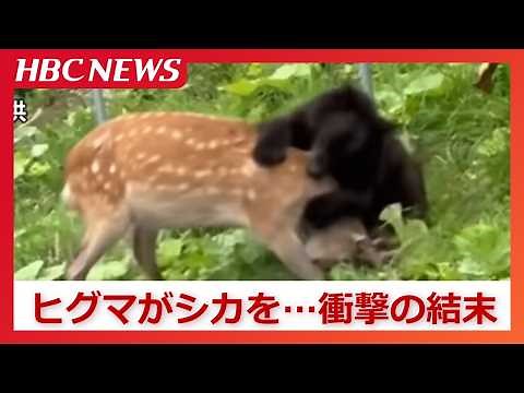 Brown bear attacks live deer, biting it violently around the neck in front of a driver on a natio...
