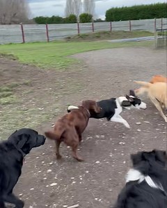 Thanos joined us today, before the rain. He had a lot of fun! | The Dog House