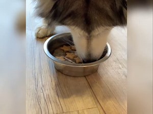 2.8K views · 23 reactions | Ex resident Mishka wanted to show you her #WorkingFromHomeWednesday boredom buster too.  We freeze a few of her favorite treats in water but Mishka has a few tips on other things you can use, she'll post them in our story.  | Newcastle Dog & Cat Shelter | Facebook