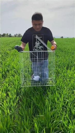Man Setting a Wire Bird Trap in a Green Field🕊🕊