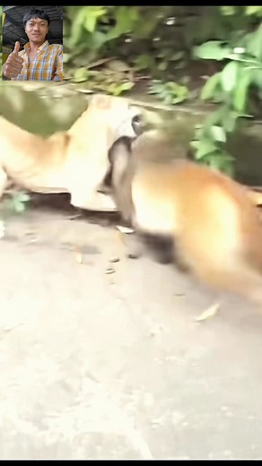 415K views · 3.6K reactions | Monkey and dog bite each other #reels #video #dog #monkeys | 100M | Facebook
