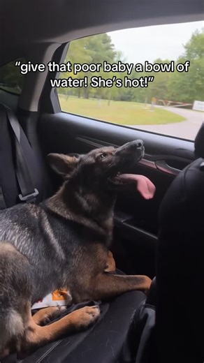 German.shepherd.moments | Bloat, also known as gastric dilatation-volvulus (GDV), is a life-threatening condition in dogs wher👀 _ Credit : echothesablegsd on... | Instagram