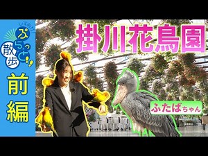 必見！鳥と花とのふれあいテーマパーク掛川花鳥園の楽しみ方｜鳥たちの世界で遊んじゃおう！花々に囲まれた癒しの時間♪【ぷらっと散歩2025春篇/島田掛川信用金庫＜前編＞】
