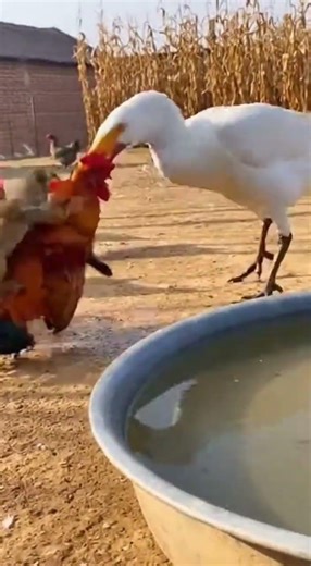 Goose vs Mongoose — Shocking Farm Rescue 😳🪿🐍#wildlifemoment