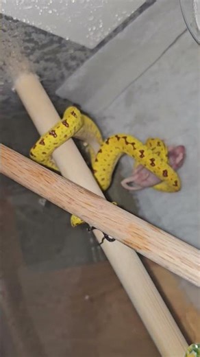 Biak green tree python neonate #baby #animals #beautiful #eating #snake #green #tree #python