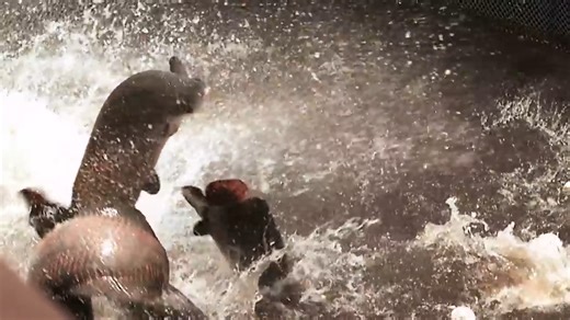 Jeremy reveals the inside story of this famous River Monsters clip 🤩 #rivermonsters #jeremywade #documentary | River Monsters Global