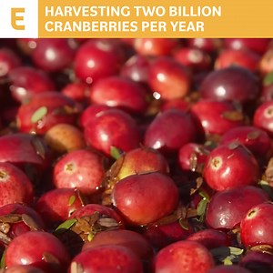 Massachusetts’ biggest cranberry bog. | Eater