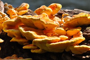 Chicken of the Woods Mushroom Tastes Just LIke It Sounds