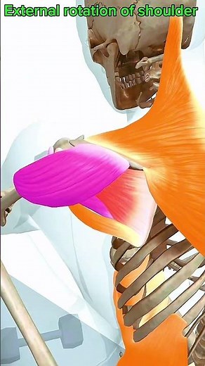 External rotation of shoulder #muscle #anatomy #education 💪🏋️‍♀️