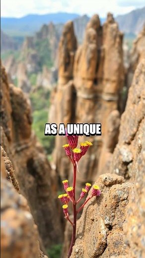 The Mesmerizing Stone Forest of Madagascar: Tsingy de Bemaraha