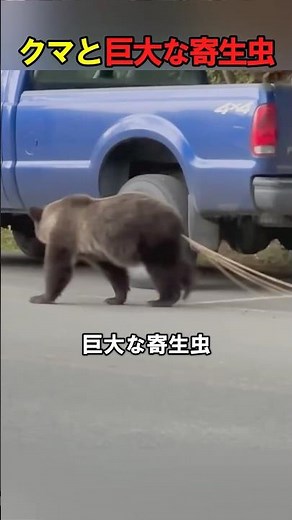 クマの体から何か出てきています