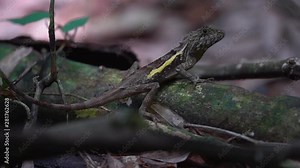 Diploderma Swinhonis Lizard, also known as the Taiwan Japalure, Swinhoe's Japalure, and Swinhoe's Tree Lizard
