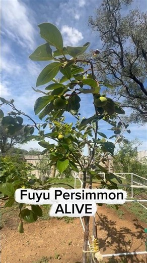 Fuyu Persimmon SURVIVES Violent Texas Thunderstorm! 🌩️🍊